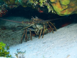 Spiny Lobster IMG 9263